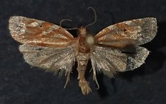 Choristoneura argentifasciata