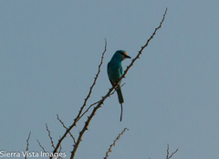 Coracias abyssinicus