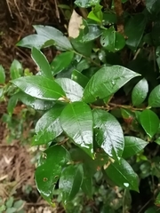 Myrceugenia planipes