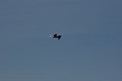 Chroicocephalus serranus