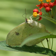 Phoebis neocypris virgo