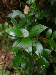 Myrceugenia planipes