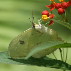Phoebis neocypris virgo