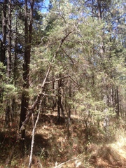 Juniperus deppeana deppeana
