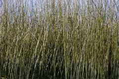 Schoenoplectus californicus