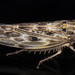 Painted Leafhopper - Photo (c) solomon hendrix, some rights reserved (CC BY-NC), uploaded by solomon hendrix