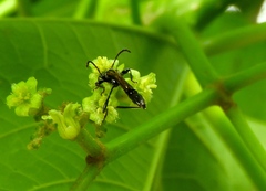 Odontocera aurocincta