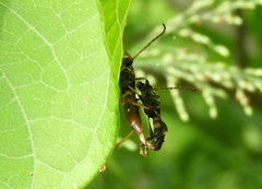 Odontocera aurocincta