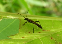 Odontocera aurocincta