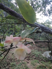 Rodriguezia granadensis