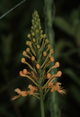Platanthera chapmanii