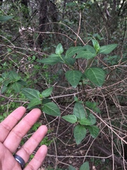 Ageratina havanensis