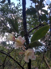 Rodriguezia granadensis