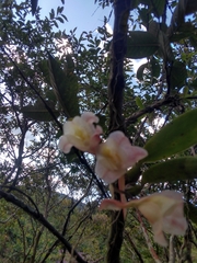 Rodriguezia granadensis