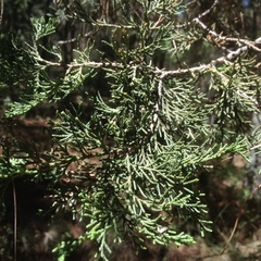 Juniperus deppeana deppeana