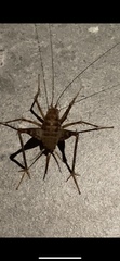 Tachycines asynamorus