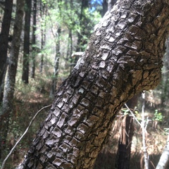 Juniperus deppeana deppeana