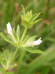 Gratiola pilosa
