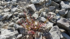 Epilobium clavatum