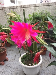 Disocactus ackermannii