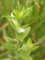 Gratiola pilosa