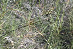 Juncus balticus ater