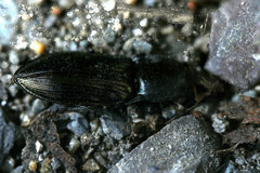 Selatosomus appropinquans