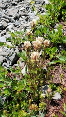 Castilleja parviflora albida
