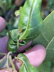 Dryocosmus juliae
