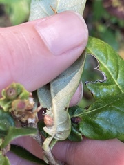 Dryocosmus juliae