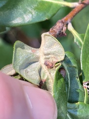 Dryocosmus juliae
