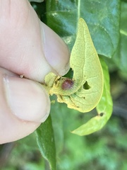 Dryocosmus juliae