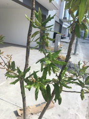 Quercus
