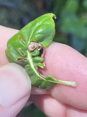 Dryocosmus juliae
