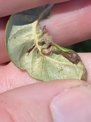 Dryocosmus juliae