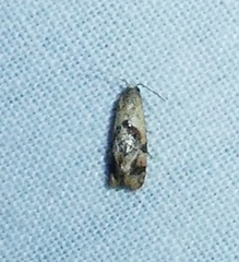 Cochylis bucera