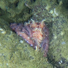 Enteroctopus dofleini