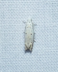 Epiblema separationis