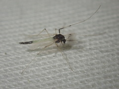 Microtendipes pedellus