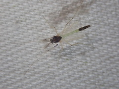 Microtendipes pedellus