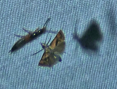 Cochylis caulocatax