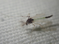 Microtendipes pedellus