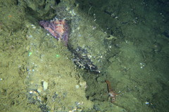 Enteroctopus dofleini
