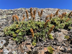 Petrophytum hendersonii