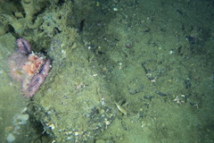 Enteroctopus dofleini