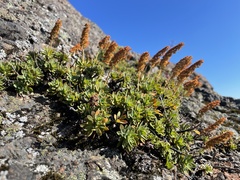 Petrophytum hendersonii