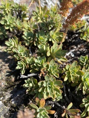 Petrophytum hendersonii