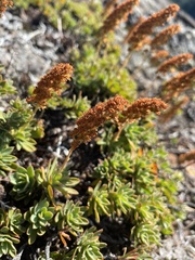 Petrophytum hendersonii