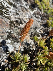 Petrophytum hendersonii