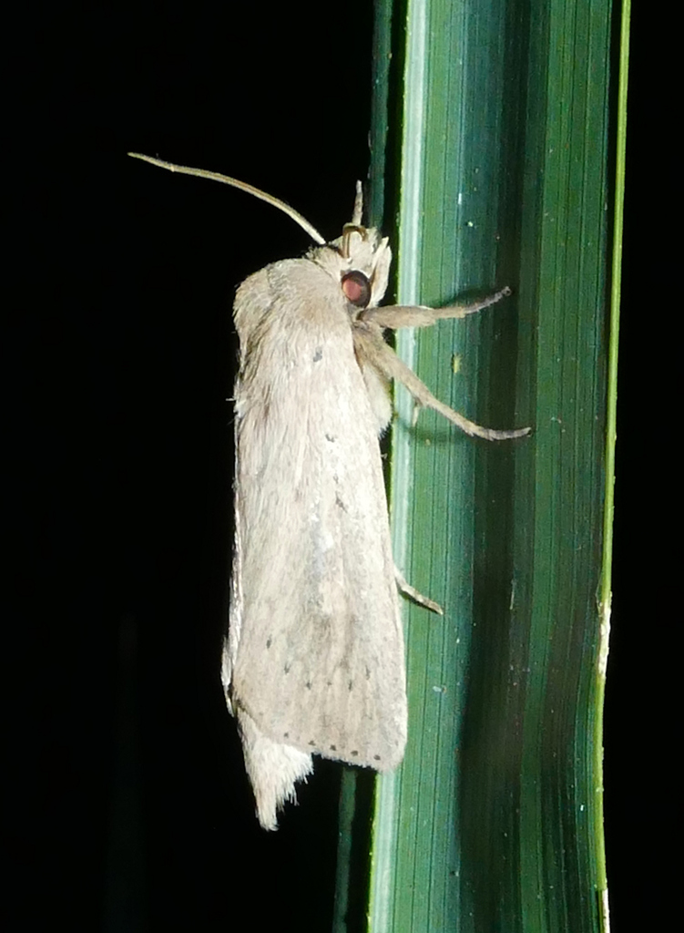 Oblong Sedge Borer Moth
